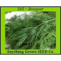 Herb - Dill - Bouquet - Organic